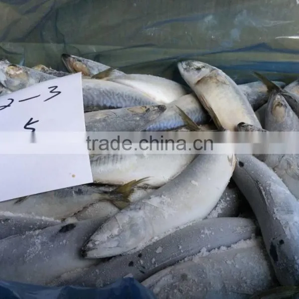 Block Frozen Pacific Mackerel photo-3