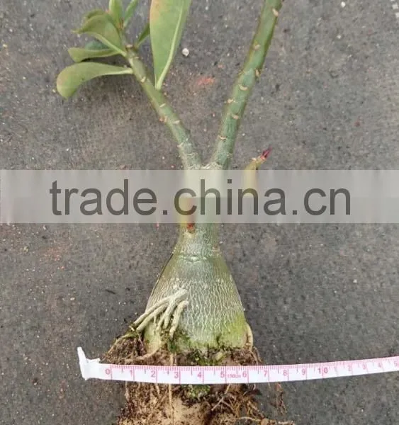 Adenium Obesum Grafted photo-3