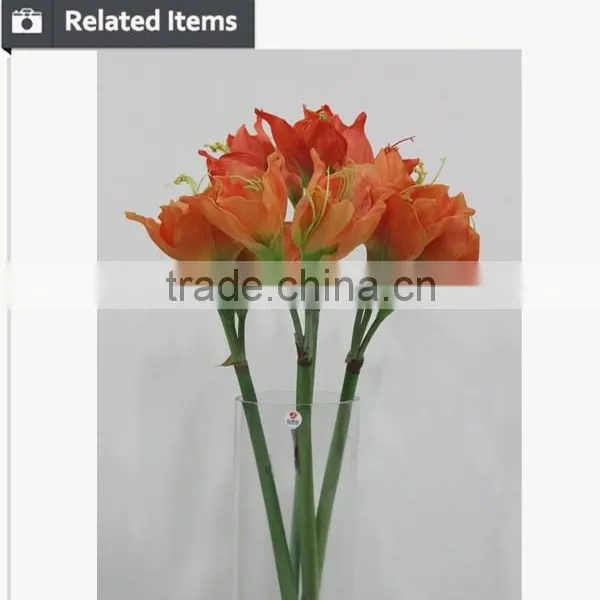 Cheap Wholesale Large Amaryllis for Halloween Arrangement photo-6