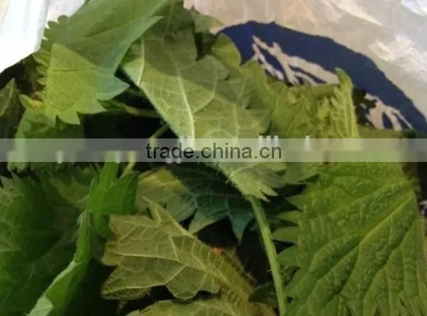 USDA Organic And Kosher Certified Dried Nettle Leaf Urtica Dioica Herb photo-5