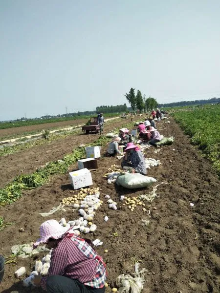 Hot Sale Organic Fresh Potato photo-2