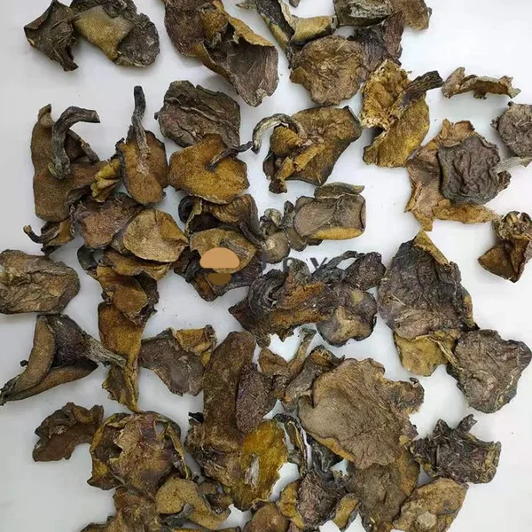 Dehydrated Wild Dried Suillus Luteus Mushroom