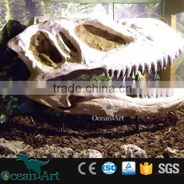 BY-DY-042101 High Quality Scientific Exhibition Life Size Dinosaur Skull photo-5