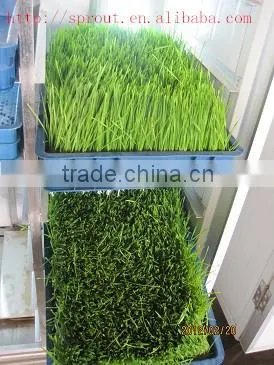 Hot Selling Automatic Barley Sprouting Machine China photo-2