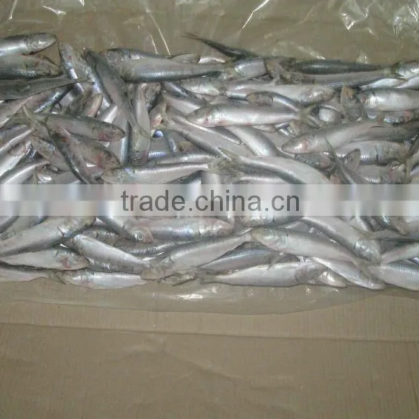 Frozen Sardine Whole Round photo-5