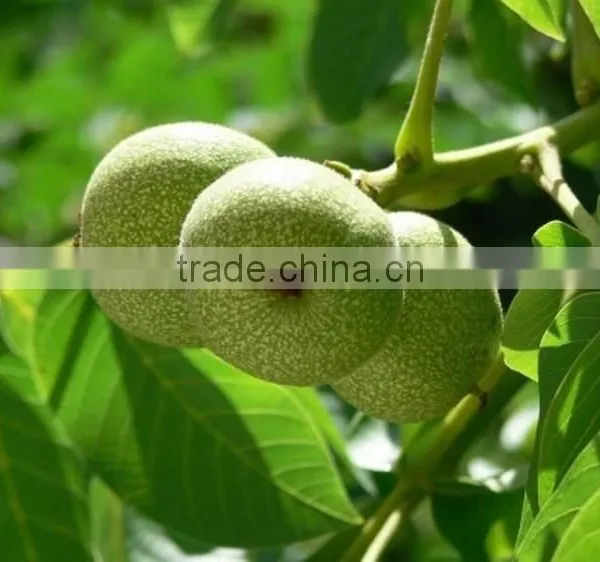 Food Oil Factory Supply Oil Capsules Walnut Oil Softgel Capsules photo-2