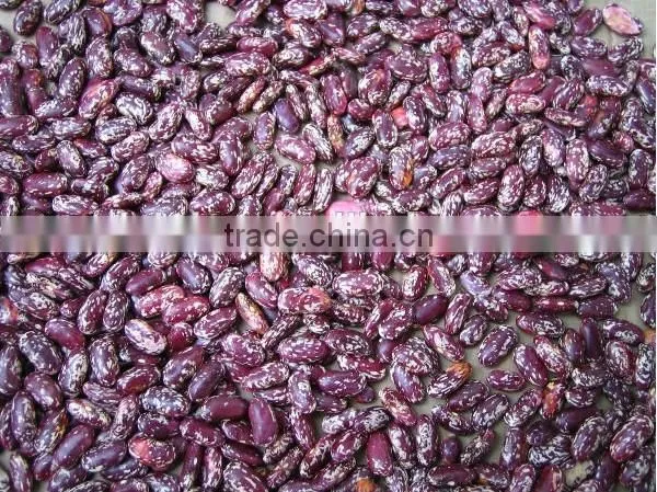 Purple Speckled Kidney Bean
