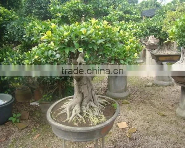 Artistic Best Bonsai of Ficus Microcarpa photo-3
