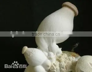 Agaricus Bisporus Mushrooms / Pleurotus Eryngii