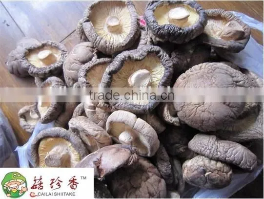 High Quality Dried Shiitake Mushroom, High Quality Shiitake Freeze Dried Shiitake Mushroom photo-2