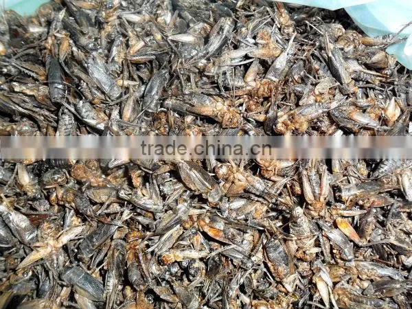 Freeze Dried Crickets, Bird & Reptiles Pet Food photo-4