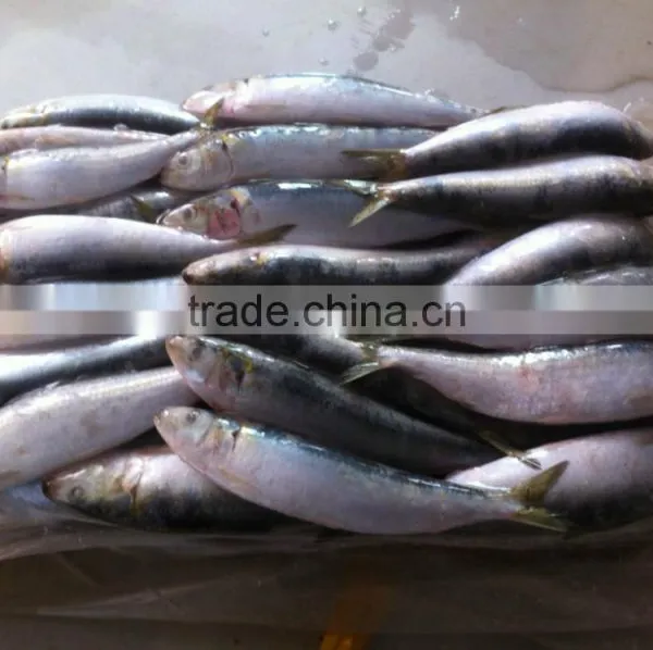 Sardine photo-5