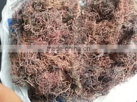 Sell Gracilaria, Eucheuma Spinosum And Eucheuma Cottoni Seaweeds photo-2