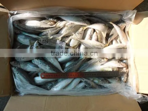 High Quality Horse Mackerel(Decapterus Maruadsi) 120-160 Pcs photo-2
