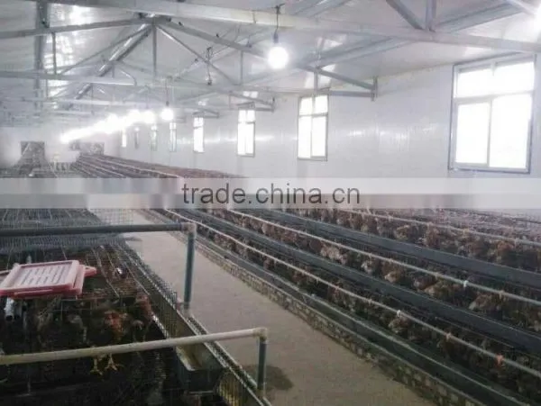 Commerial Automatic Chicken Cage