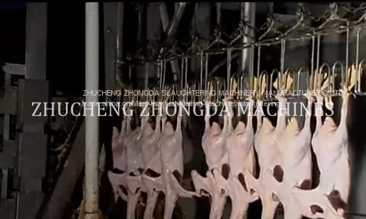 FULL SET OF CHICKEN SLAUGHTER MACHINE LINE FOR SLAUGHTERING HOUSE photo-4