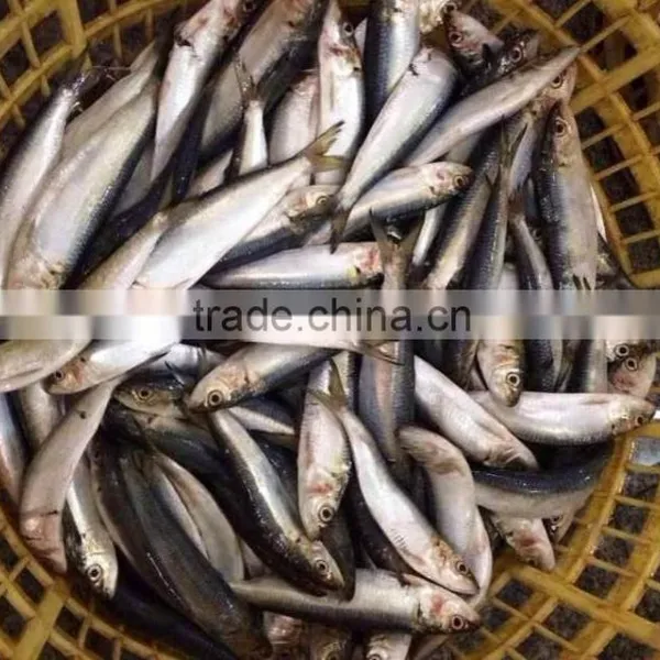 Bait Sardines From Chinese Factory photo-3