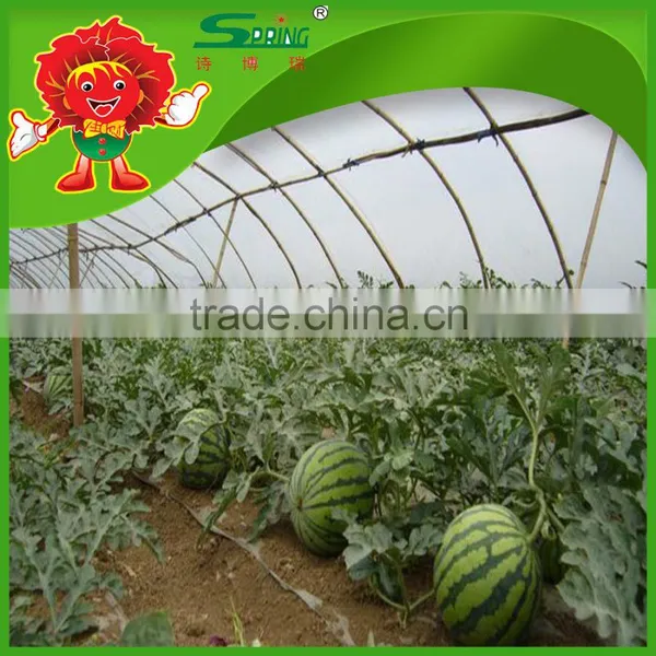 no Frozen Watermelon Cheap Chinese Fresh Watermelon Fake Watermelon photo-4