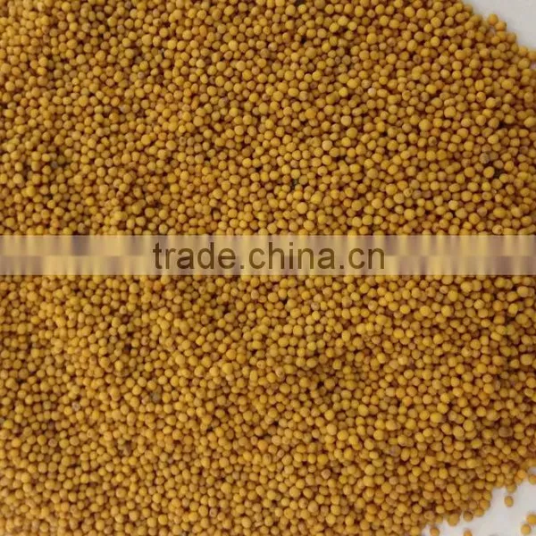 Yellow Mustard Seed