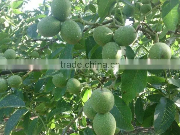Walnut Saplings Available... photo-5