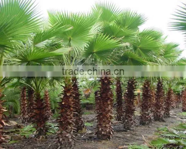 Washingtonia FiliferaLinden.Wendland of Outdoor Ornamental Decrotive Landscaping Palm Trees Plants photo-5