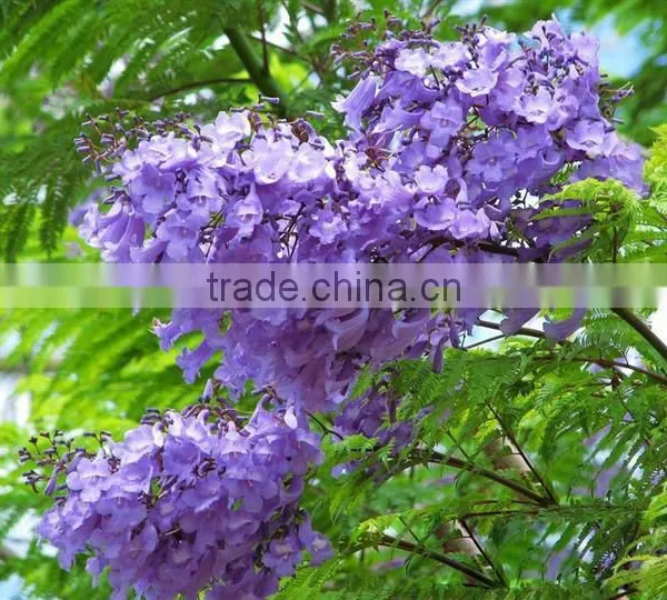 Jacaranda Mimosifolia photo-4