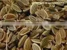 TERPENELESS DILL SEED OIL photo-6