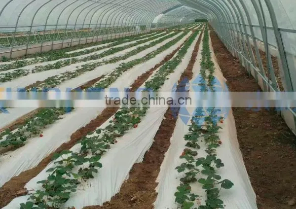 Tunnel Greenhouse for Agriculture photo-3