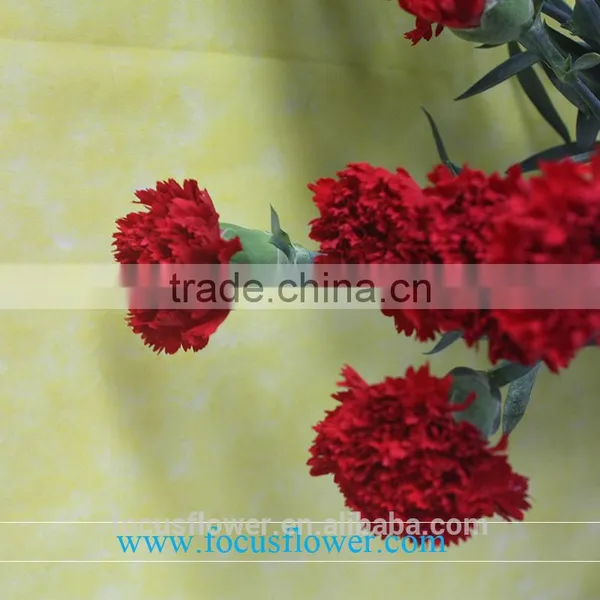 Decorative Flowers Mastor Carnation Flower High Grade Fresh Cut Flowers Wholesale From China Supplier photo-3