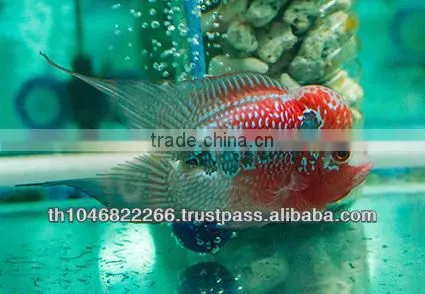 Flowerhorn Fish Farm and Wholesale in Thailand photo-3