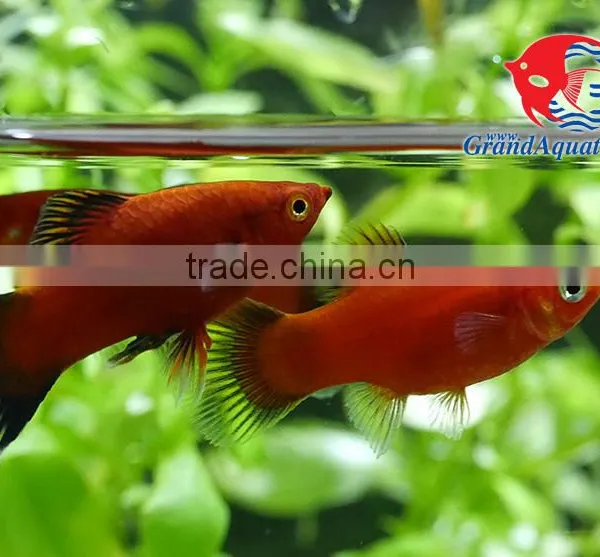 Red Wagtail Platy Bleeding Farm and Export From Thailand photo-3