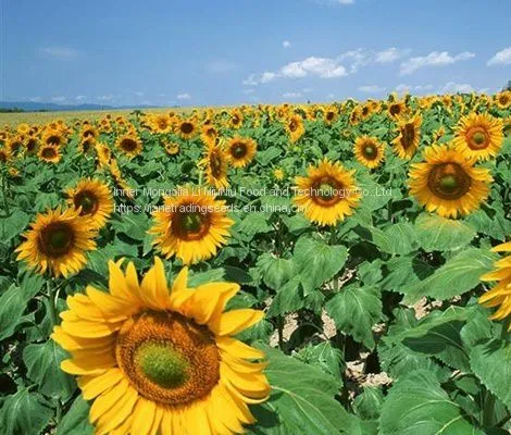 High Quality Sunflower Seeds From Inner Mongolia photo-3