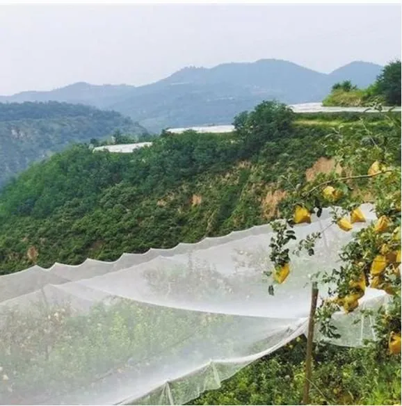 Anti Bird Net for Rice Field photo-3