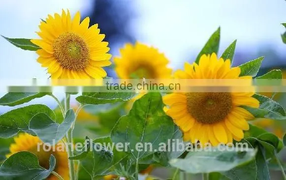 China Supply Fresh Sunflower Flower for Wedding Decorarion photo-2