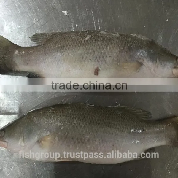 BARRAMUNDI WHOLE ROUND photo-3