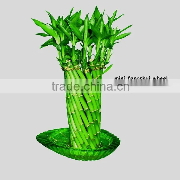 Fengshui Wheel Lucky Bamboo Air Bonsai Tree Dracaena Sanderiana Indoor Ornamental Aquatic Water Plants Nursery Garden Decoration photo-2