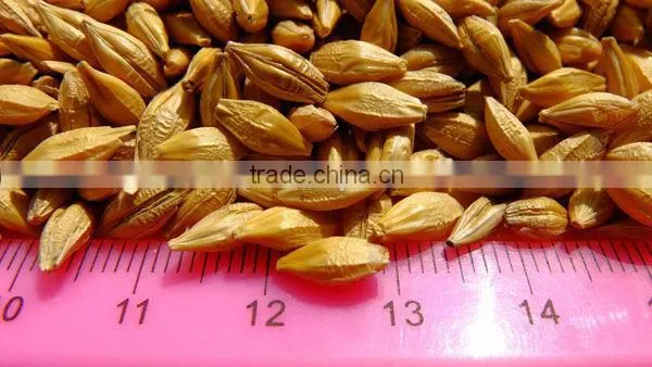 Barley Grains From Ukraine