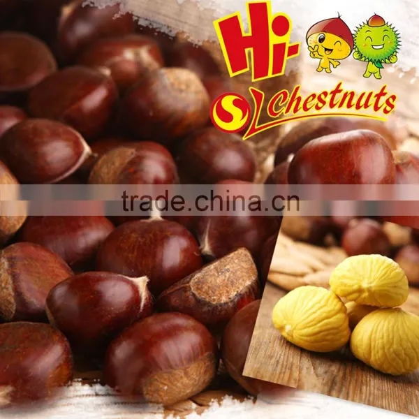 Tianjin Chestnut photo-6