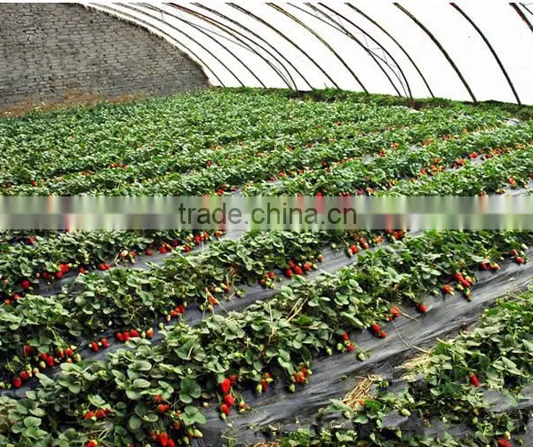 Strawberry Seedling Nursery photo-3