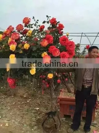 Gardening Rose Plants photo-4