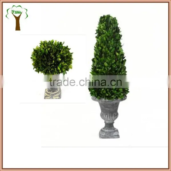 Natural Preserved Boxwood Cone Topiary Producer photo-4