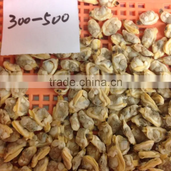 Hot Sales Frozen Short Necked Clam Meat photo-3