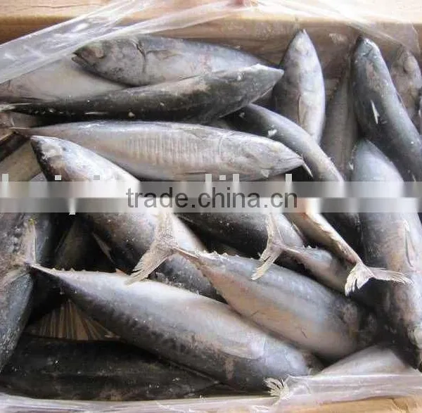 Frozen Bonito