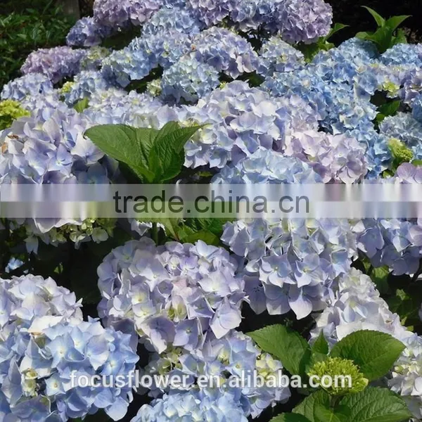 Factory Price Wholesale Real Cut Fresh Hydrangea Flower Bouquet From Yunnan photo-6