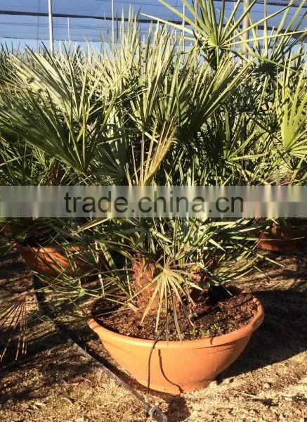 Chamaerops Humilis Cerifera photo-3