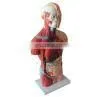 Human Body Anatomy Sexless Torso Model photo-2