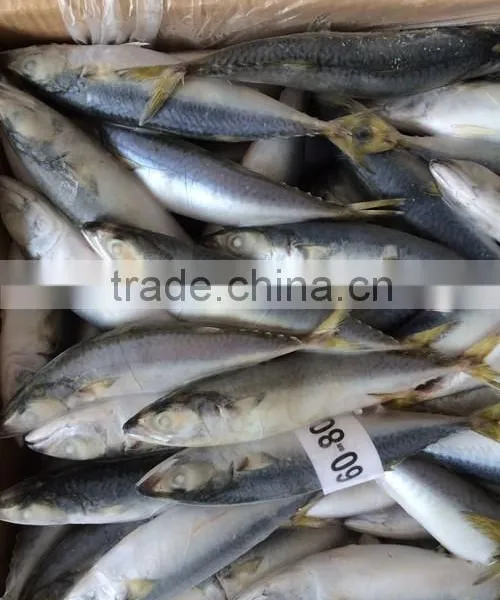 Landing Frozen Size 6 - 8 Pcs / kg Frozen Scomber Scomb photo-4