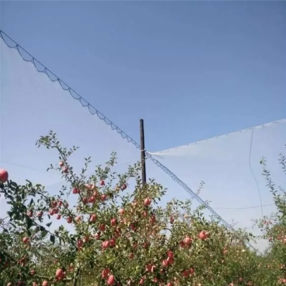Anti Bird Net for Rice Field photo-4