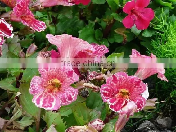 Golden Monkeyflower ,Mimulus , Flower Seeds , Herb Seed,vegetalbe Seed,fruit Seed,grass Seed photo-4