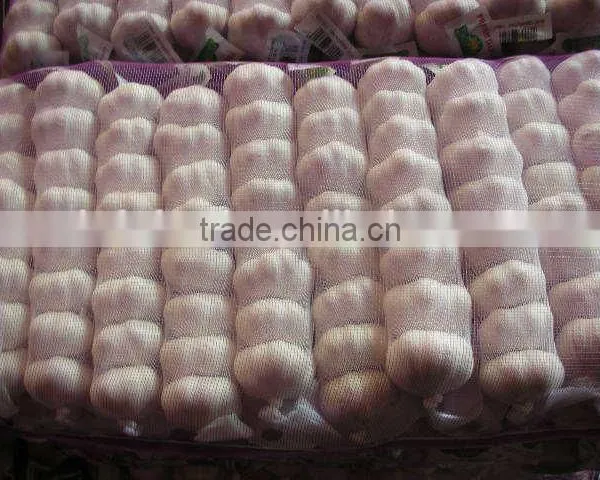 Shandong Garlic photo-3